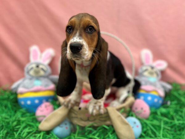 [#26331] Black / Tan Female Basset Hound Puppies For Sale