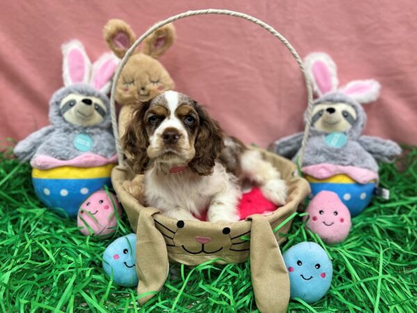 Cocker Spaniel Dog Female Brown White and Tan 26316 Petland Las Vegas, Nevada