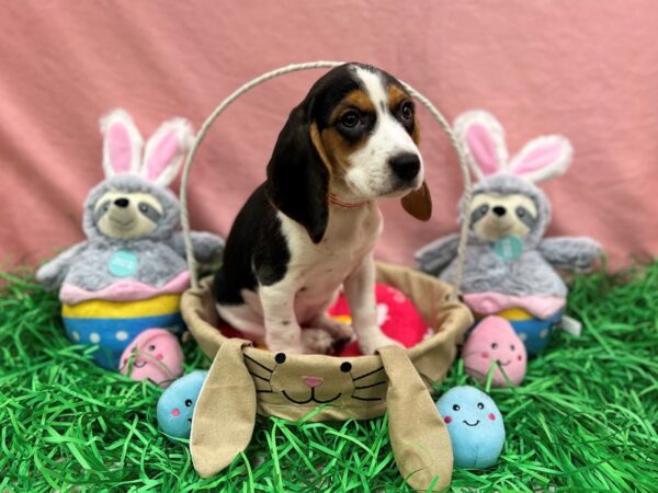 [#26313] Black Tan and White Female Beagle Puppies For Sale