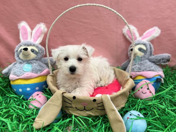 West Highland White Terrier-Dog-Male-White-26325-Petland Las Vegas, Nevada