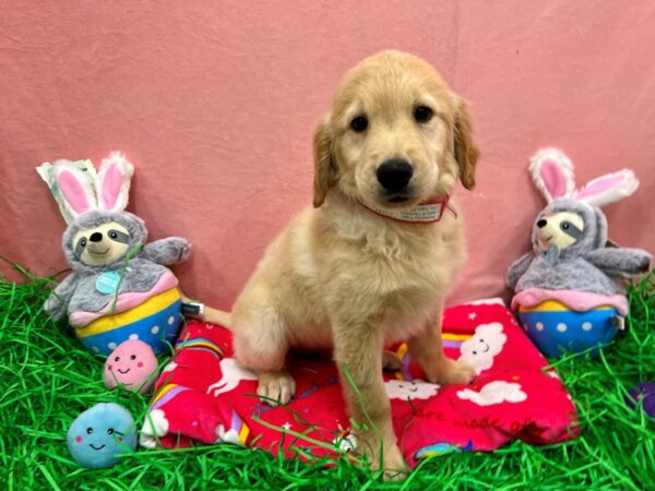 [#26344] Golden Female Golden Retriever Puppies For Sale