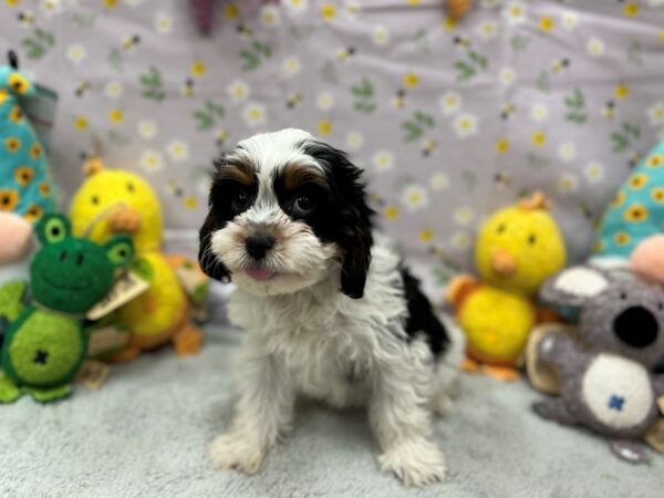 Cavalier King Charles Spaniel/Poodle Dog Female Black and Tan 26187 Petland Las Vegas, Nevada