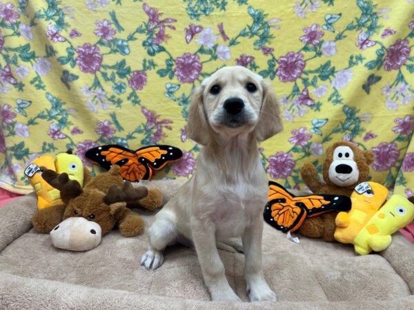 Golden Retriever Dog Female Golden 26211 Petland Las Vegas, Nevada