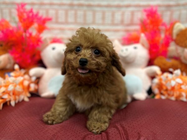 F1b Cockapoo-Dog-Female-Red-26302-Petland Las Vegas, Nevada