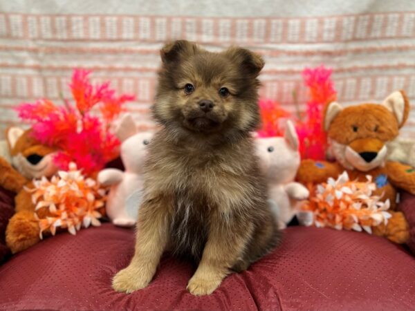 Pomeranian-Dog-Female-Chocolate Sable-26307-Petland Las Vegas, Nevada