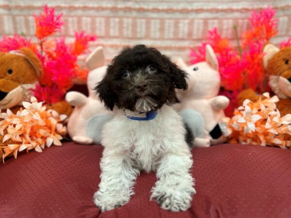 Havanese Dog Male Chocolate 26297 Petland Las Vegas, Nevada