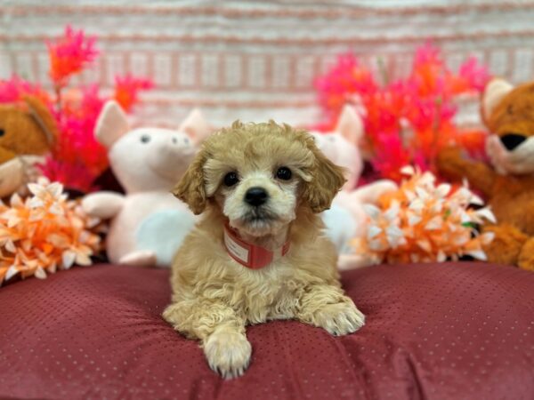 Poodle Dog Female Apricot 26308 Petland Las Vegas, Nevada