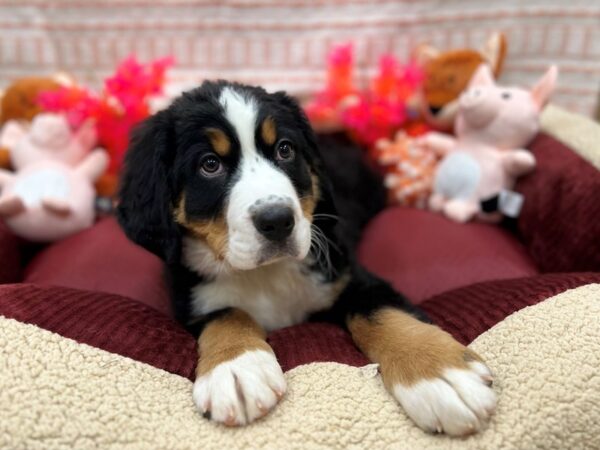 Bernese Mountain Dog Dog Male Black Rust and White 26304 Petland Las Vegas, Nevada