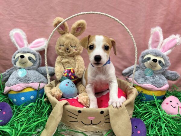 Jack Russell Terrier-Dog-Male-Red / White-26329-Petland Las Vegas, Nevada