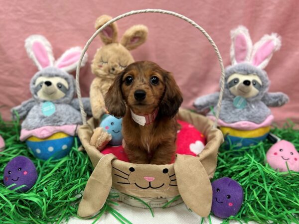 Dachshund Dog Female Red 26327 Petland Las Vegas, Nevada