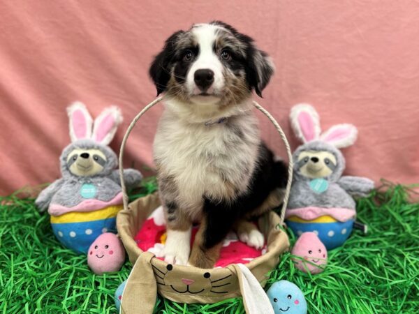 Australian Shepherd Dog Male Blue Merle 26330 Petland Las Vegas, Nevada