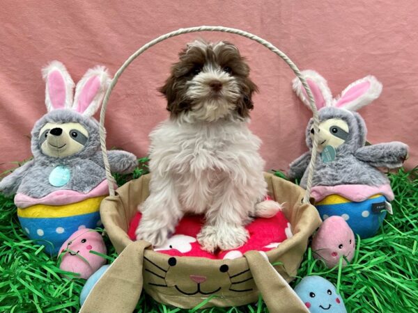 Havanese/Poodle-Dog-Male-Silver Sable-26312-Petland Las Vegas, Nevada