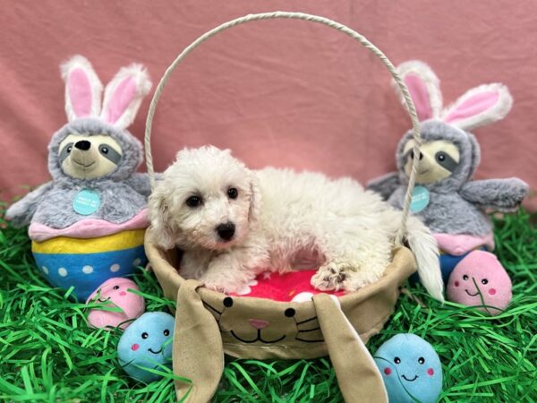 Bichon Frise Dog Male White 26315 Petland Las Vegas, Nevada