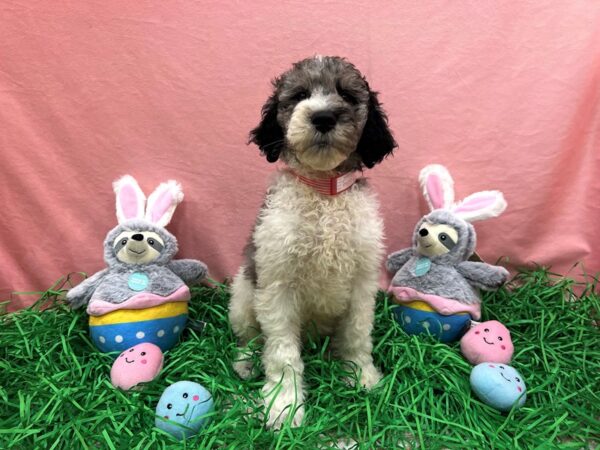 F1B Goldendoodle Dog Male Parti 26345 Petland Las Vegas, Nevada