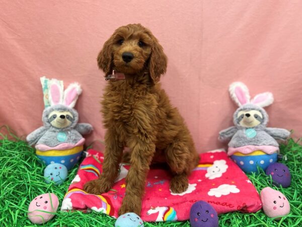 F1B Goldendoodle Dog Female Golden 26340 Petland Las Vegas, Nevada