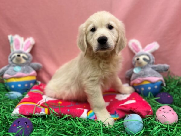 English Cream Golden Retriever-Dog-Male-Cream-26341-Petland Las Vegas, Nevada