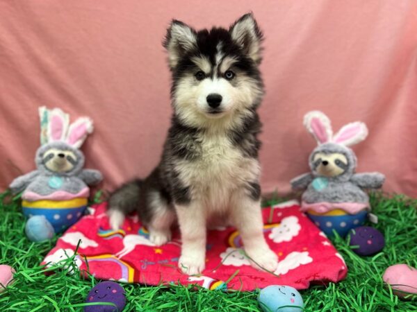 Siberian Husky Dog Female Black and White 26323 Petland Las Vegas, Nevada