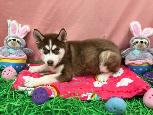 Siberian Husky Dog Female Red / White 26334 Petland Las Vegas, Nevada