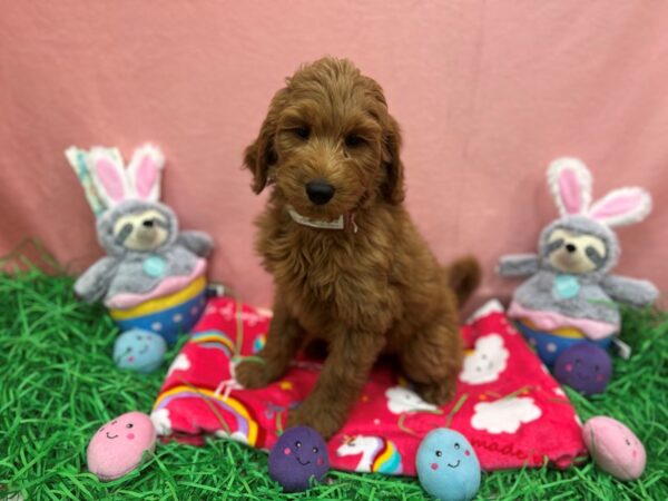 F1B Goldendoodle Dog Male Golden 26339 Petland Las Vegas, Nevada