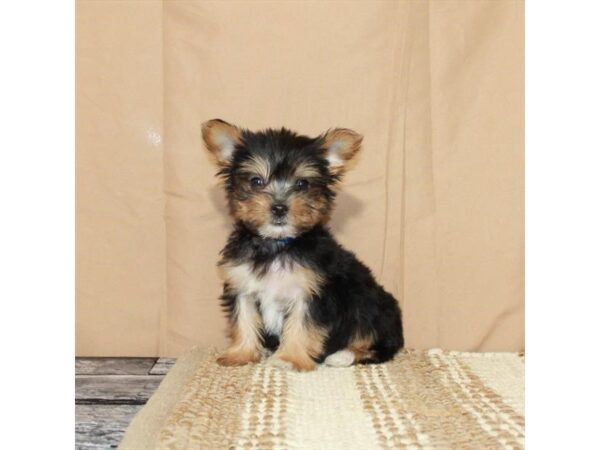 Yorkshire Terrier Dog Male Black / Tan 26375 Petland Las Vegas, Nevada