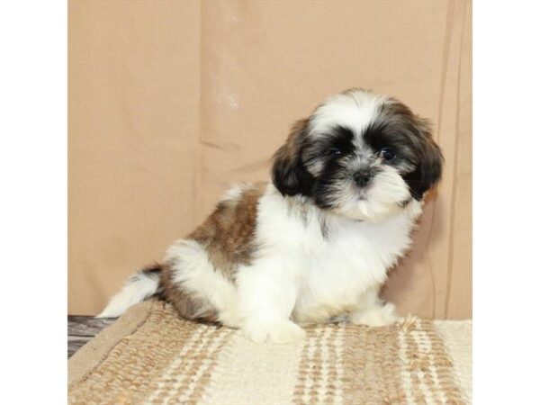 Shih Tzu Dog Male White / Gold 26374 Petland Las Vegas, Nevada