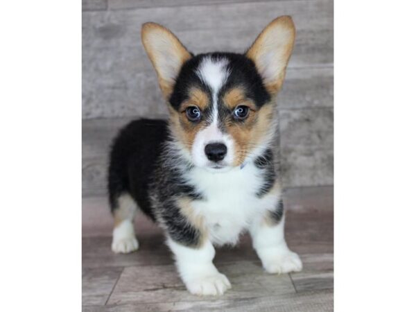 Pembroke Welsh Corgi Dog Male Black Tan / White 26363 Petland Las Vegas, Nevada