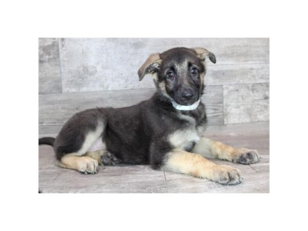 German Shepherd Dog-Dog-Female-Black / Tan-26368-Petland Las Vegas, Nevada