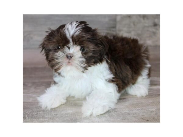 Shih Tzu-Dog-Female-Liver / White-26364-Petland Las Vegas, Nevada