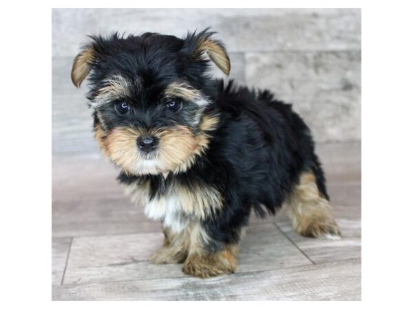 Yorkshire Terrier Dog Male Black / Tan 26365 Petland Las Vegas, Nevada