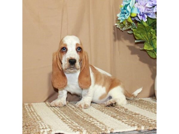 Basset Hound Dog Female White / Red 26369 Petland Las Vegas, Nevada