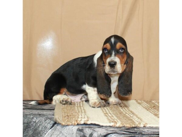 Basset Hound Dog Male White Black / Tan 26370 Petland Las Vegas, Nevada