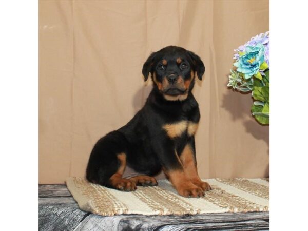 Rottweiler-Dog-Female-Black / Tan-26372-Petland Las Vegas, Nevada