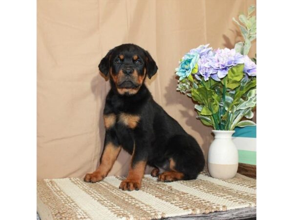 Rottweiler-Dog-Male-Black / Tan-26373-Petland Las Vegas, Nevada