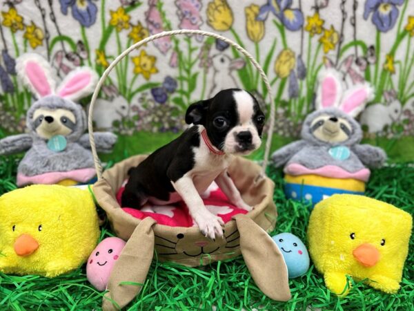 Boston Terrier Dog Female Black / White 26366 Petland Las Vegas, Nevada