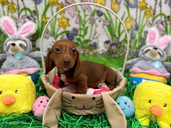 Dachshund Dog Male Red 26361 Petland Las Vegas, Nevada