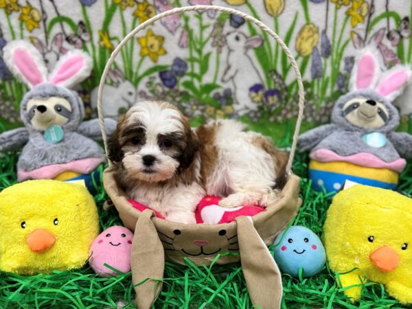 Bichon Frise/Shih Tzu-Dog-Male-Red and White-26351-Petland Las Vegas, Nevada