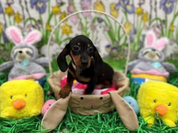Dachshund-Dog-Female-Black and Tan-26360-Petland Las Vegas, Nevada