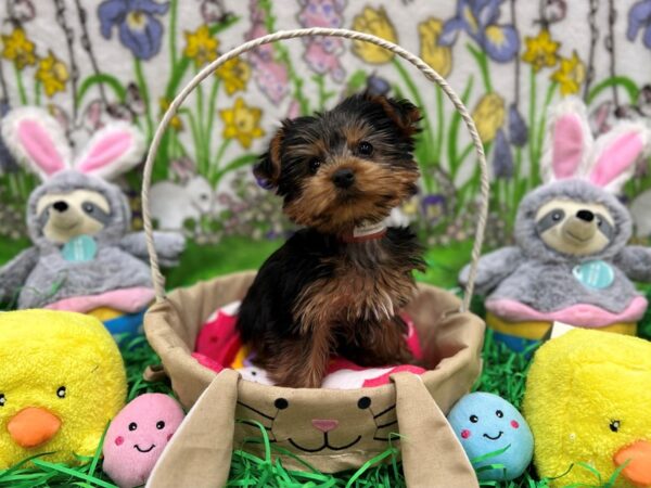 Yorkshire Terrier Dog Female Black and Tan 26354 Petland Las Vegas, Nevada