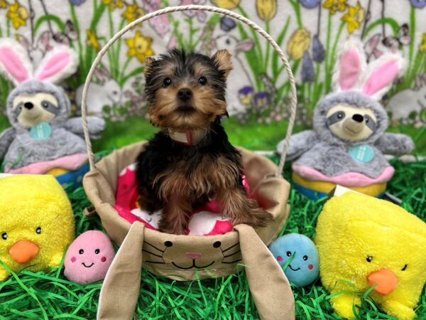 Silky Terrier-Dog-Female-Black and Tan-26353-Petland Las Vegas, Nevada