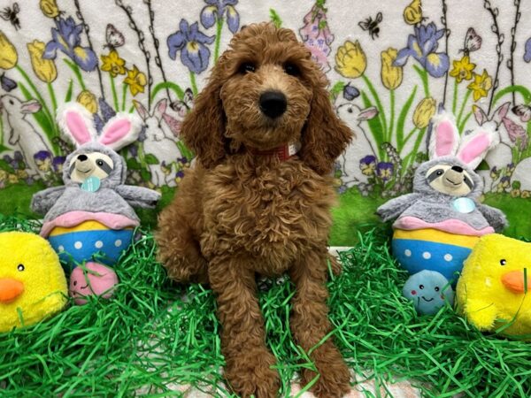 Labradoodle F1-B Dog Female 26378 Petland Las Vegas, Nevada