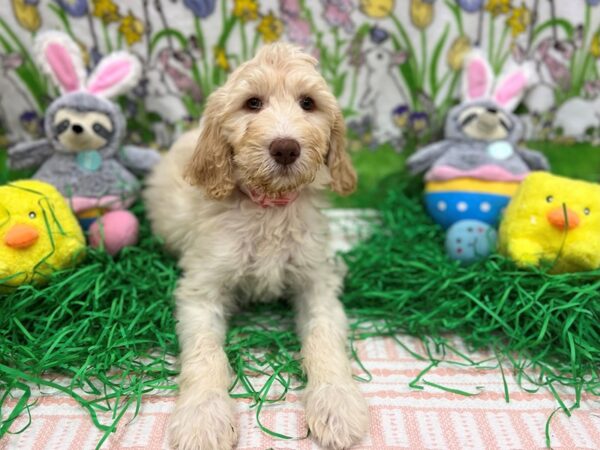 Labradoodle F1-B-Dog-Female--26379-Petland Las Vegas, Nevada