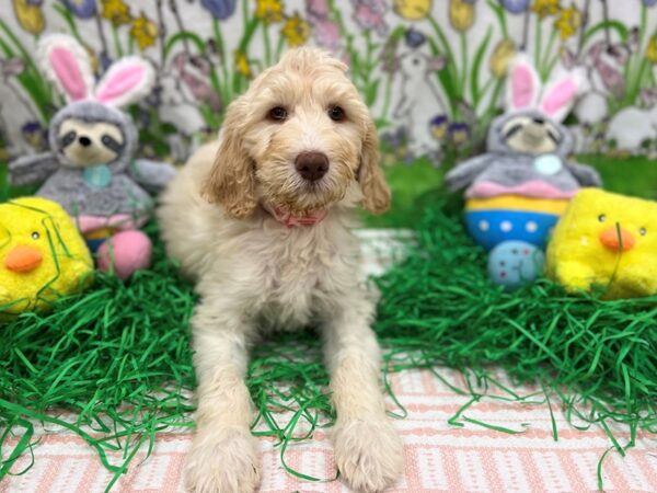 F1B Goldendoodle Dog Female 26377 Petland Las Vegas, Nevada