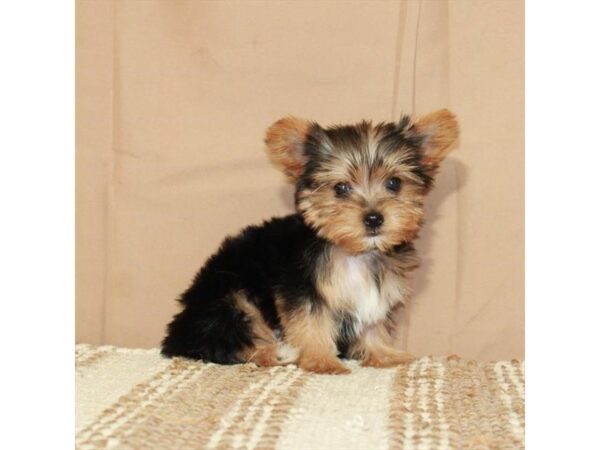 Yorkshire Terrier Dog Male Black / Tan 26398 Petland Las Vegas, Nevada