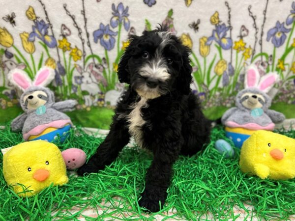 F1B Mini Bernedoodle-Dog-Male-Black-26348-Petland Las Vegas, Nevada