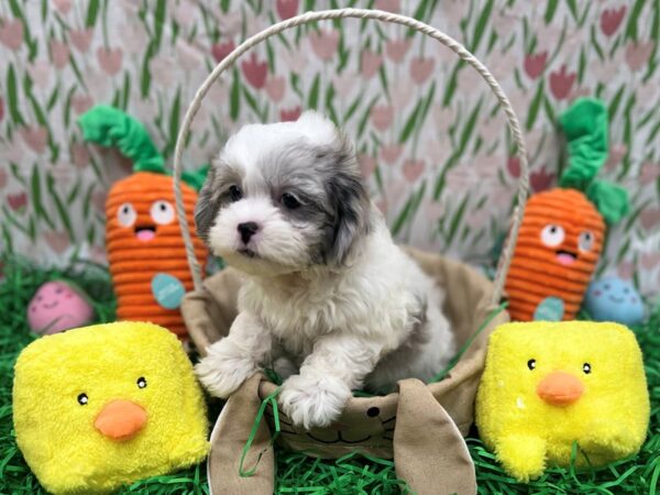 Poodle/Shih Tzu Dog Female White / Blue Merle 26401 Petland Las Vegas, Nevada