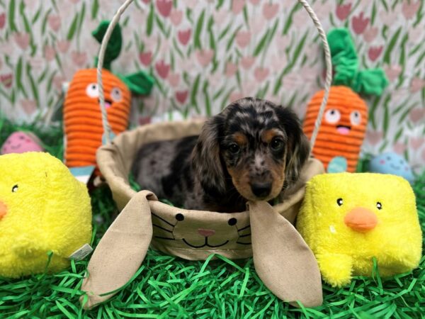 Dachshund Dog Male Black / Tan 26394 Petland Las Vegas, Nevada