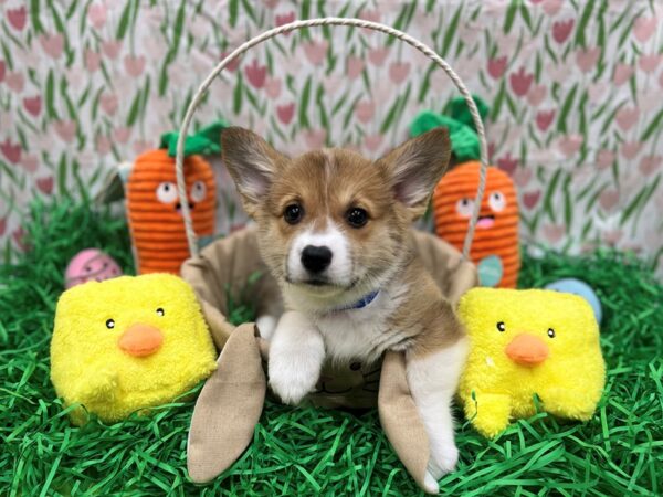 Pembroke Welsh Corgi Dog Male Red Sable 26395 Petland Las Vegas, Nevada