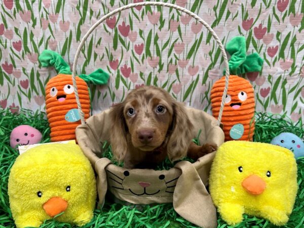 Dachshund Dog Female Chocolate Dapple 26383 Petland Las Vegas, Nevada