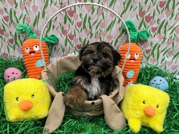 Maltese/Yorkshire Terrier-Dog-Female-Black and Tan-26380-Petland Las Vegas, Nevada