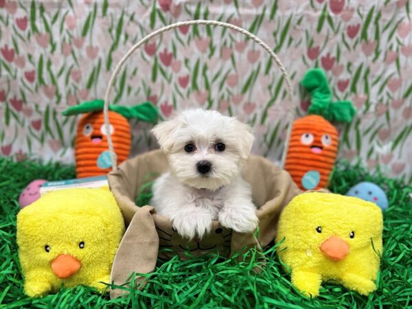 Maltese-Dog-Male-White-26392-Petland Las Vegas, Nevada